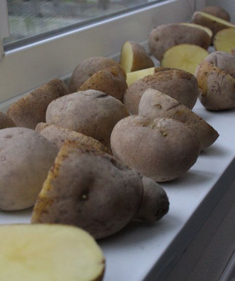 The Circle of Potatoes