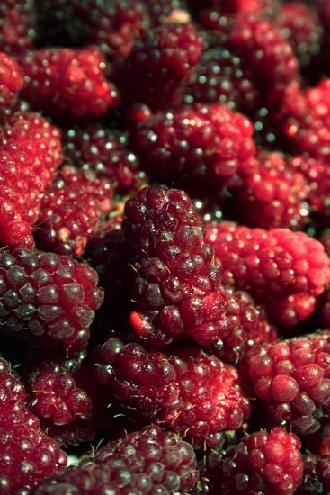 Summer Journal: Berry Picking, Part One
